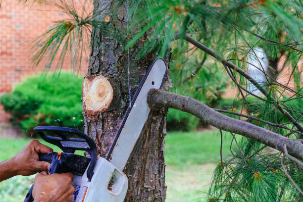 Reliable Lockeford, CA Tree Service Solutions